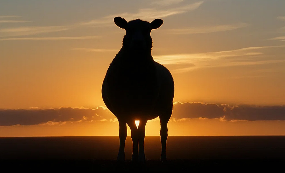 Leader-sheep-ul Mioritic